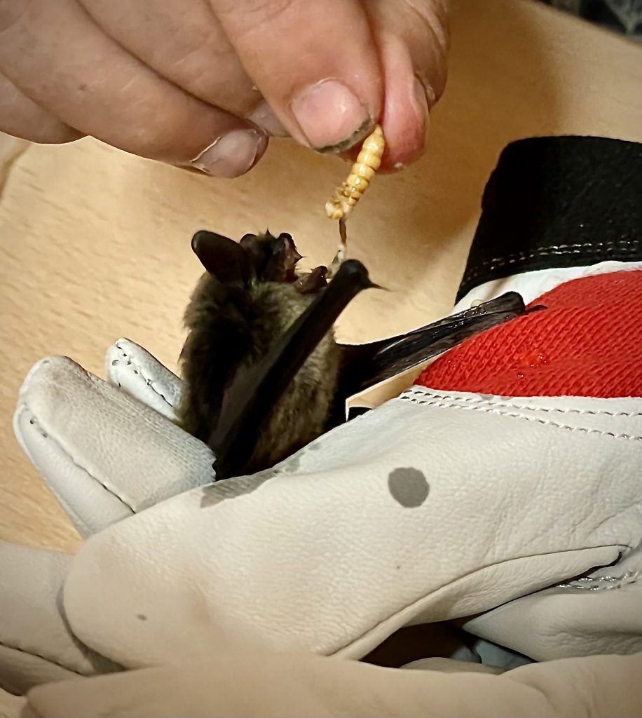 fledermaus1
